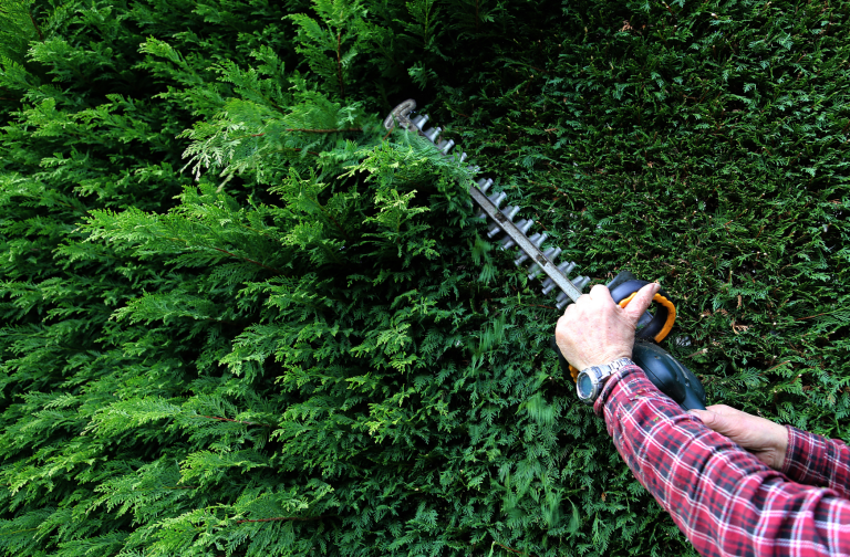 Paysagiste qui taille une haie