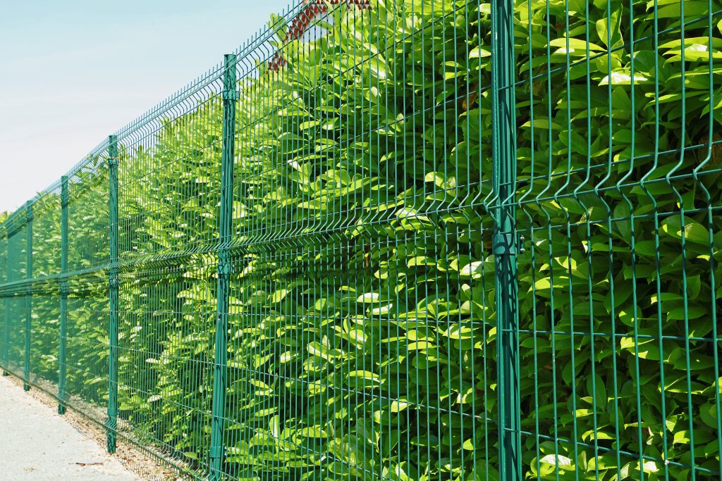 Clôture de panneaux grillagés et haie de lauriers